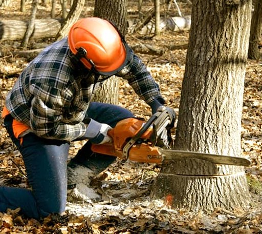 Tree Removal in Oklaunion, TX